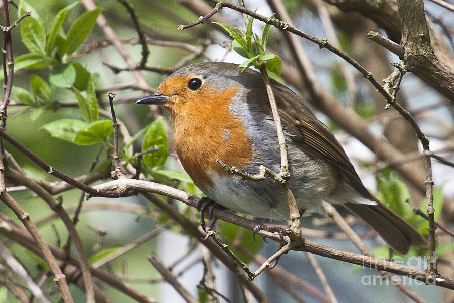 Robin Redbreast Photograph by Terri Waters