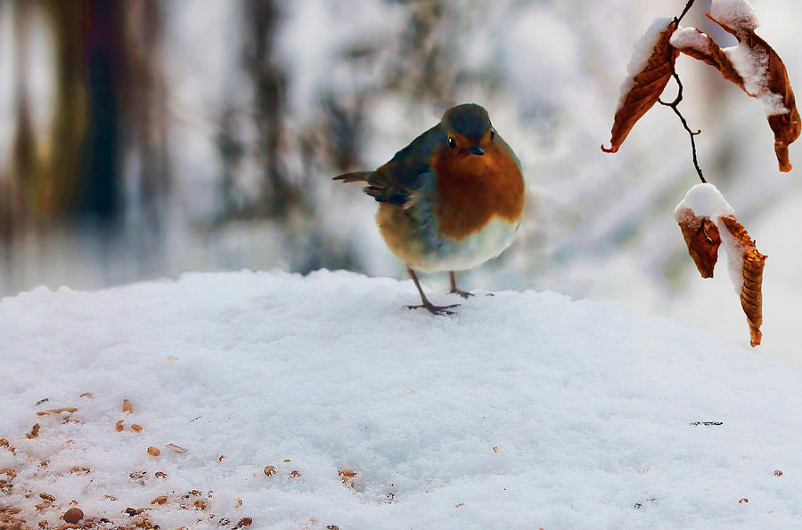 Robin redbreast Photograph by Valerie Anne Kelly - Fine Art America