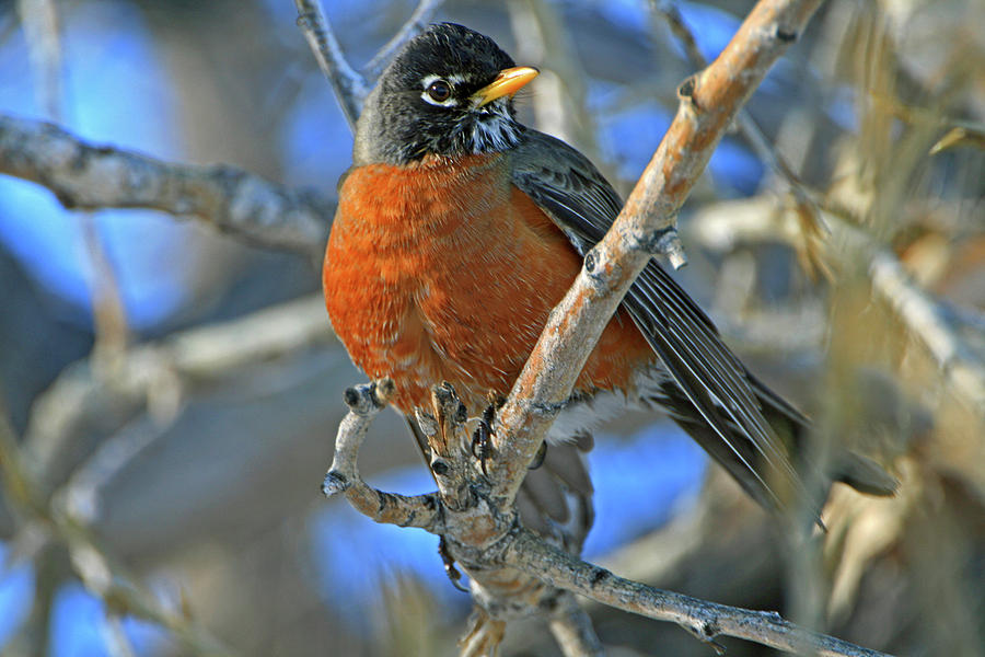 Robin Photograph by Scott Mahon - Fine Art America