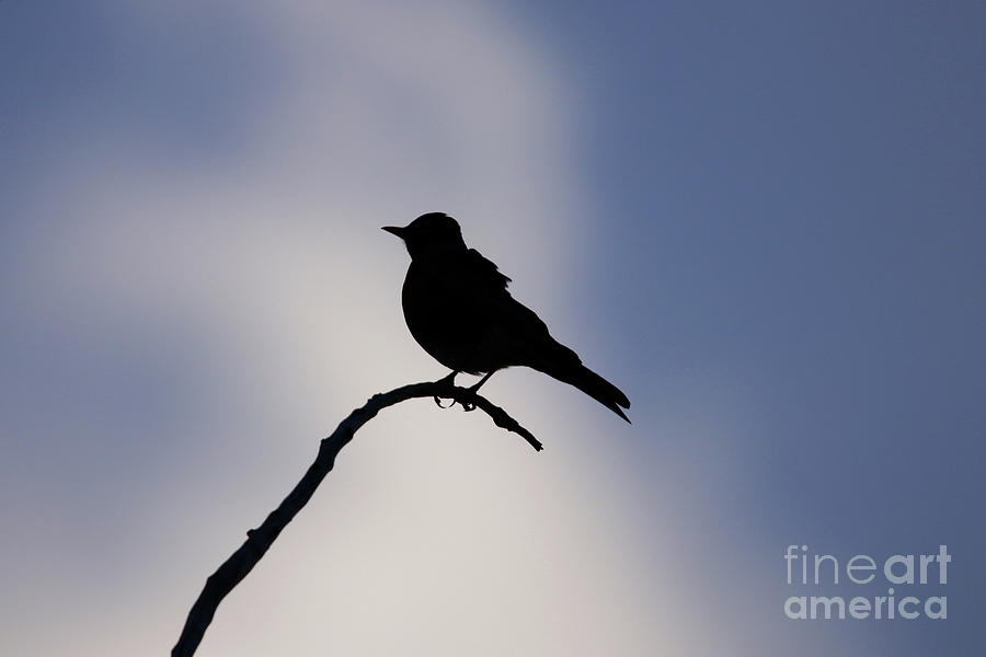 Robin Silhouette Photograph by Alyce Taylor