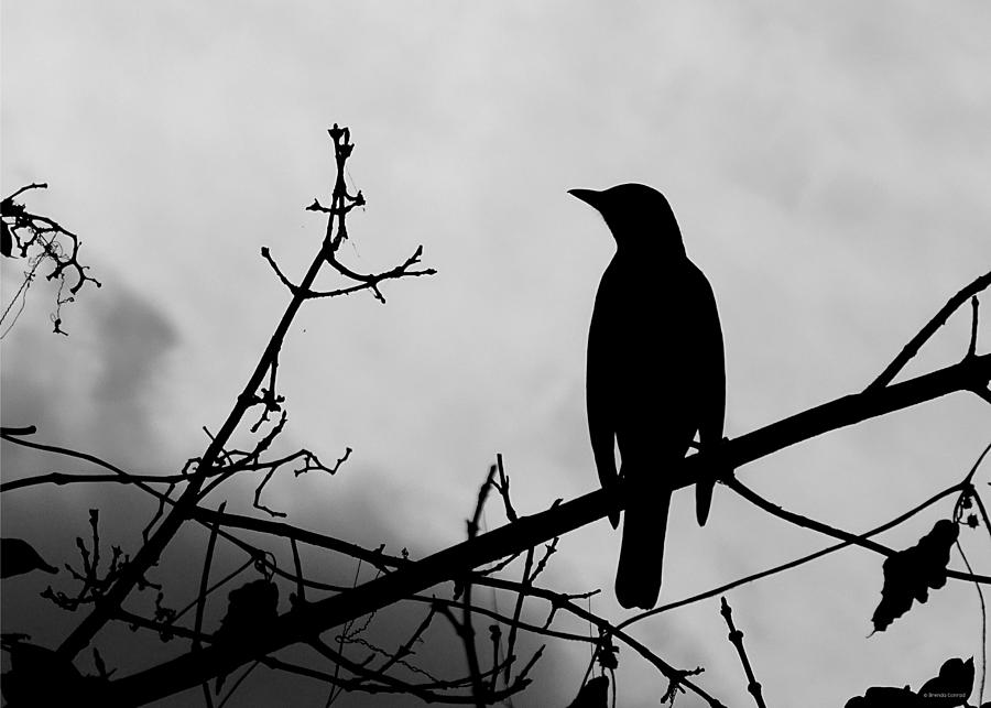 Robin Silhouette Photograph by Dark Whimsy