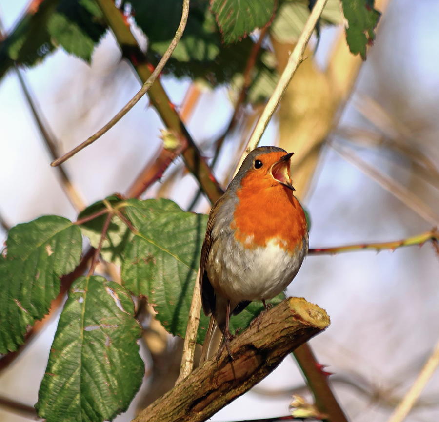 Robin Singing Photograph by Jeff Townsend