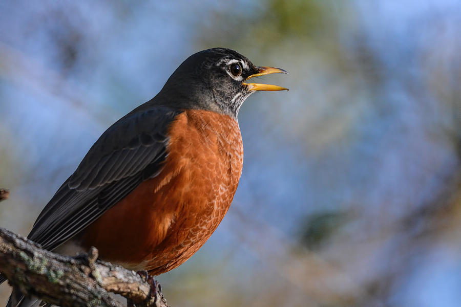 Robin Singing On A Branch 122520150741 Photograph