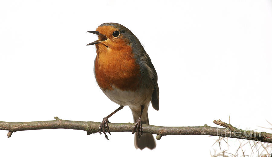 Robin Photograph - Robin singing on branch by Warren Photographic
