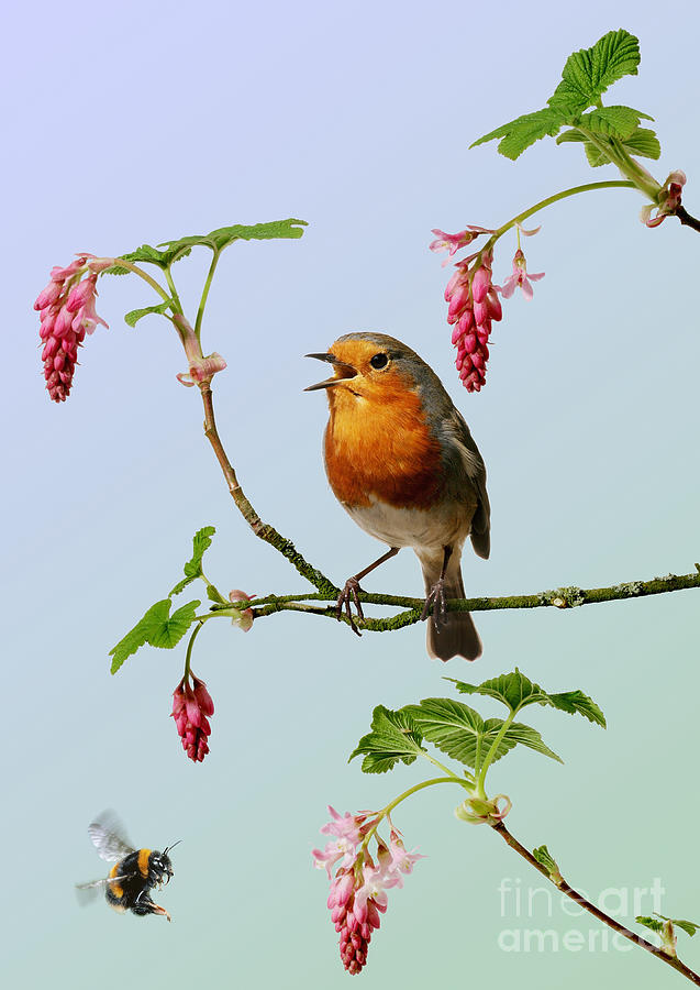Robin singing on Flowering Currant Photograph by Warren Photographic