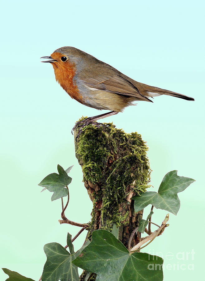 Robin singing on ivy-covered stump Photograph by Warren Photographic