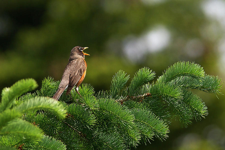 Robin Singing Photograph by Sharon Talson - Pixels