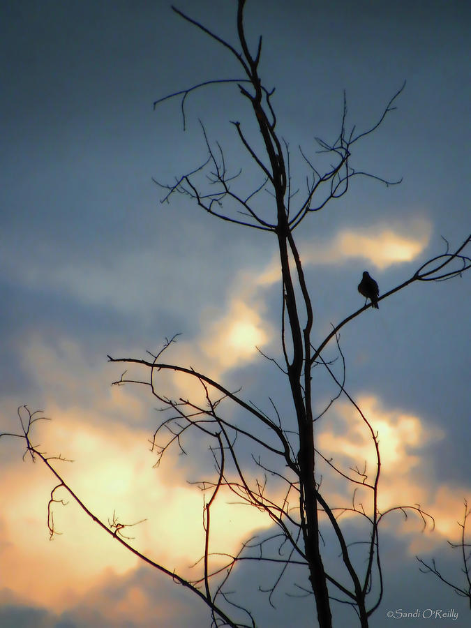Robin Watching Sunset After The Storm Photograph by Sandi OReilly