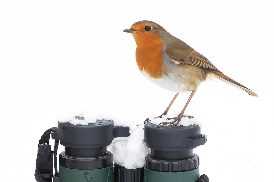 Robin wildbird sat on binoculars in winter Photograph by Simon Bratt