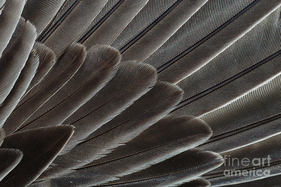 Animal Photograph - Robin Wing Feathers by John Kaprielian