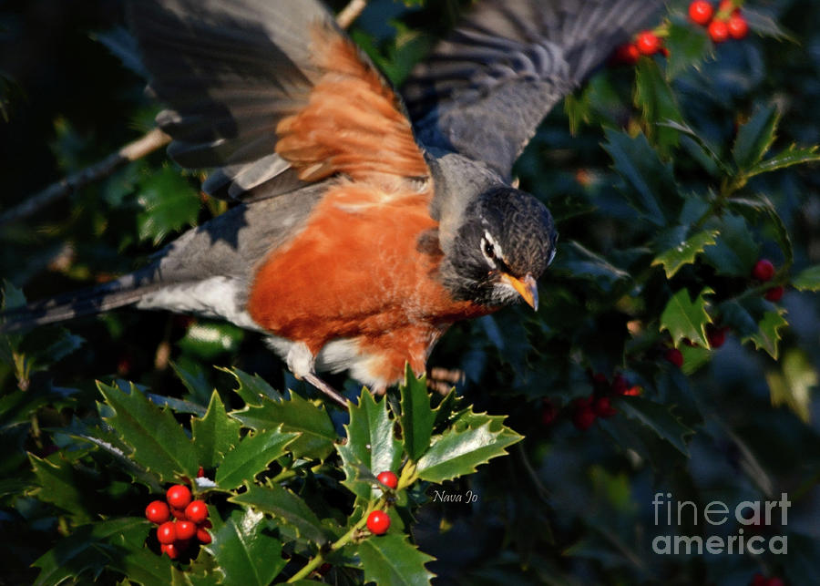 Robin With Berries Photograph by Nava Thompson