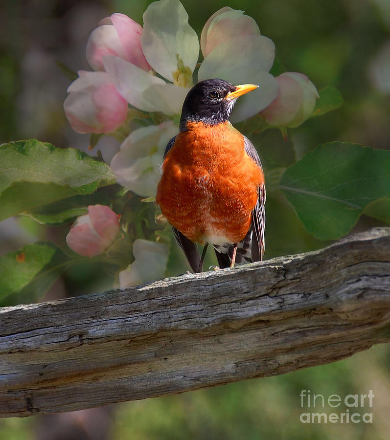 Robin with Blossoms Photograph by Elaine Manley