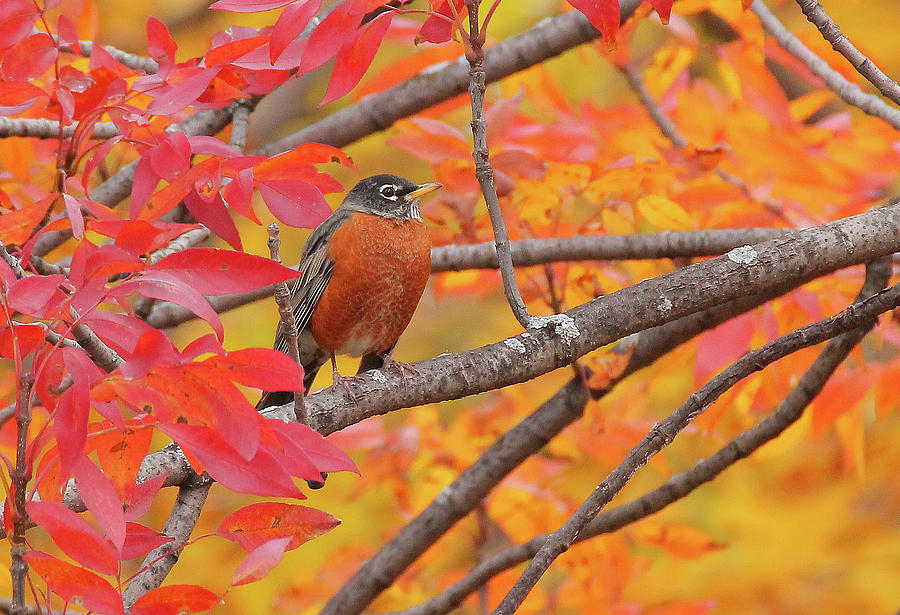 Robin With Fall Leaves Photograph by Dan Wutkowski - Fine Art America