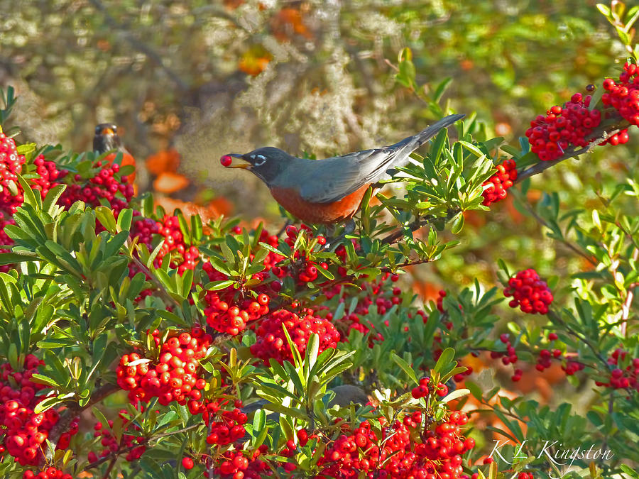 Robins Berry Feast Photograph by K L Kingston