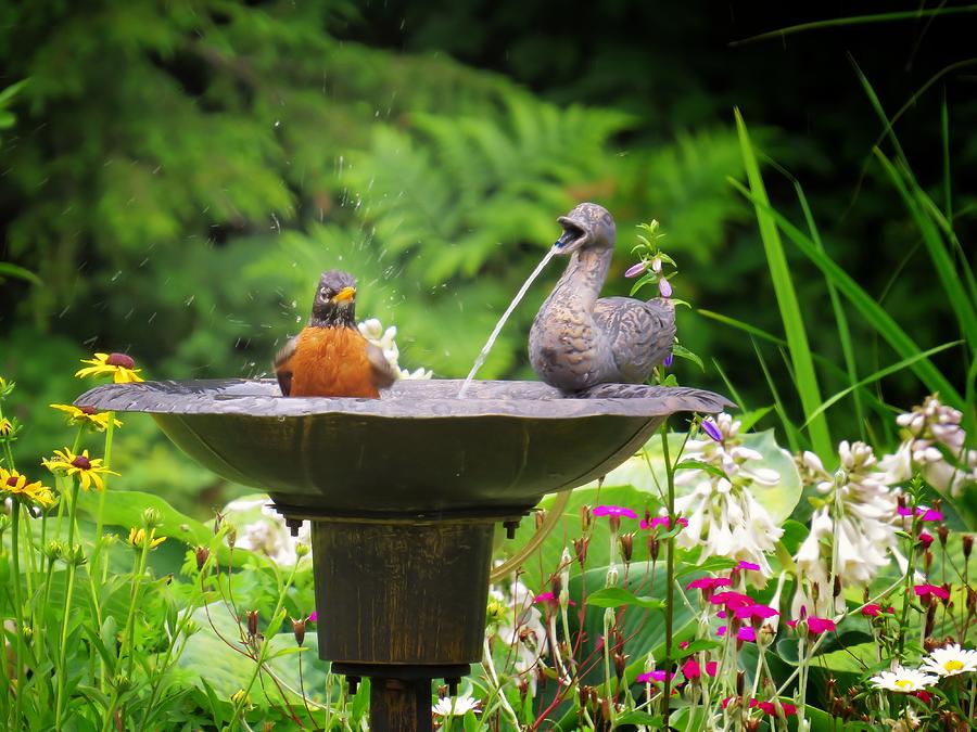 Robins Ducky Bath Photograph by MTBobbins Photography