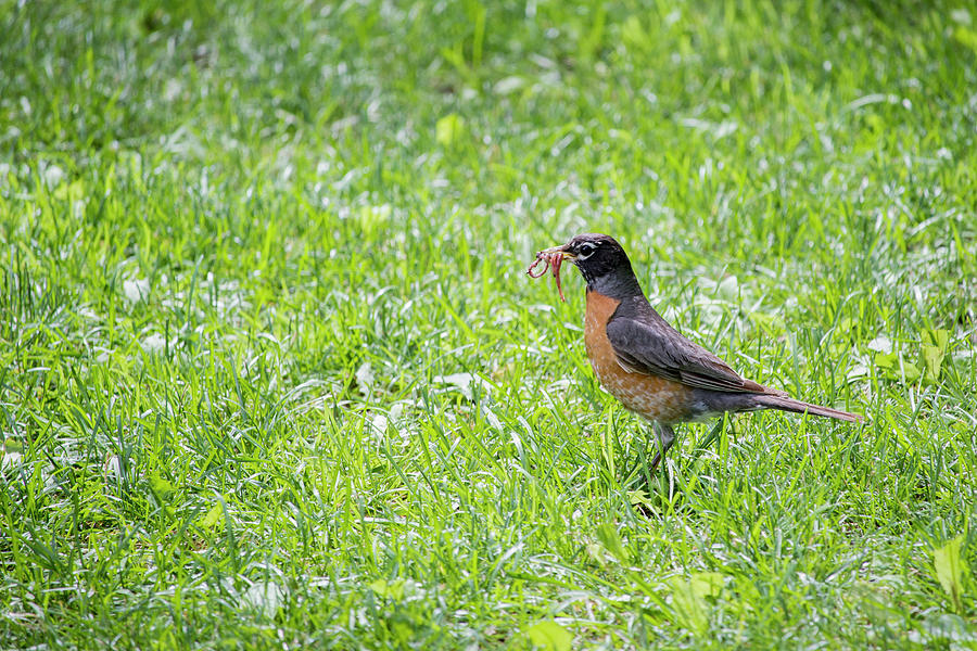 Robin Eating Worms Photograph