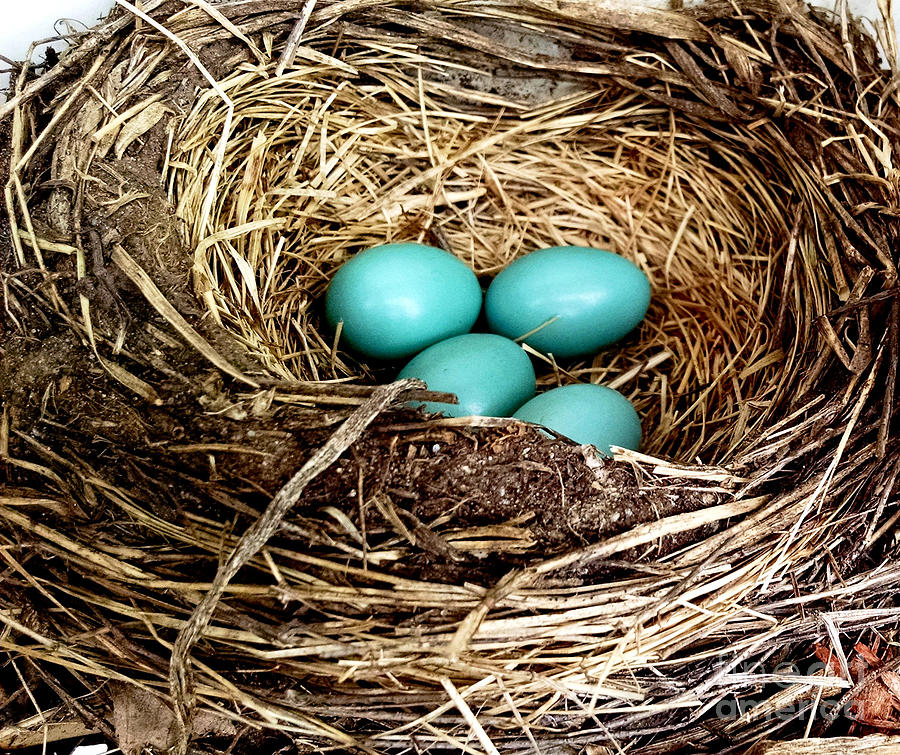 Robin's Egg Nest Photograph by Stephanie Forrer-Harbridge - Fine Art ...