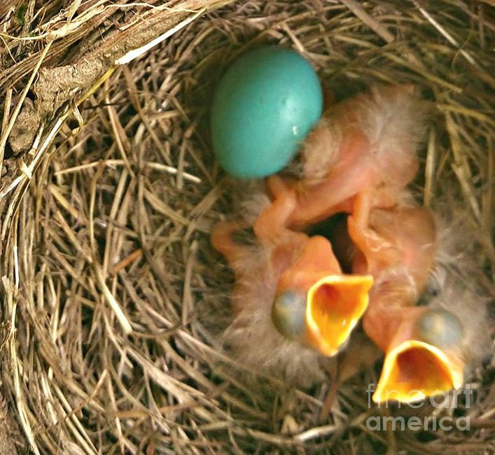 Robins Egg Three Hatchlings Photograph by Beth Ferris Sale