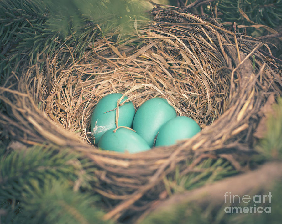 Nature Photograph - Robins Eggs in a Nest by Cheryl Baxter