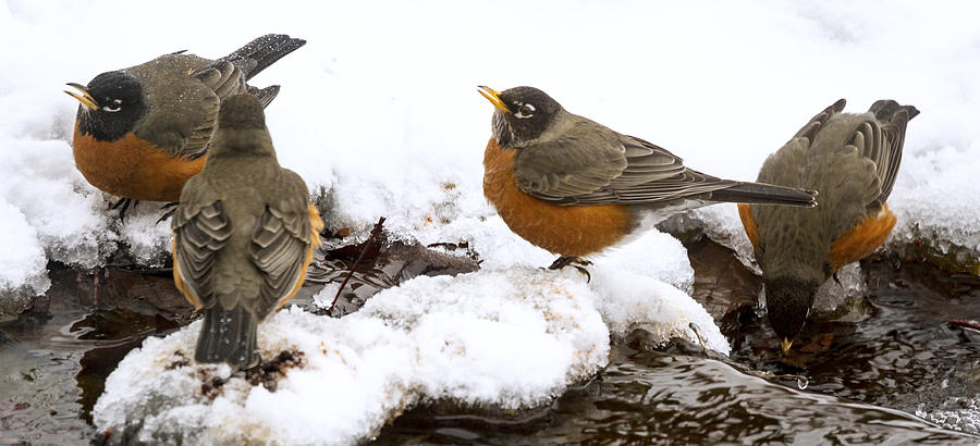 Robins Flocking Photograph by Jean Noren
