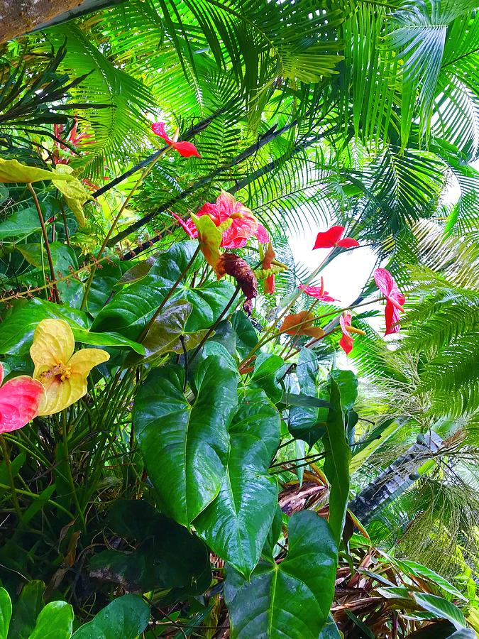Robins Garden with Anthuriums and Ferns Photograph by Joalene Young