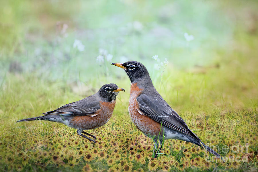 Robins, Heralds of Spring Photograph by Bonnie Barry