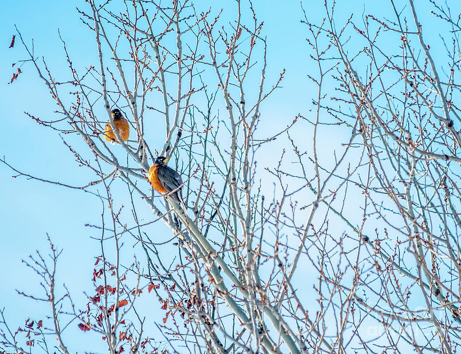 Robins in a Tree Spring Scene Photograph by Cheryl Baxter