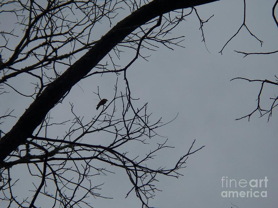 Robins in the Pecan Tree Photograph by Seaux-N-Seau Soileau