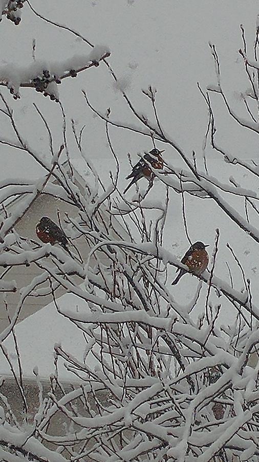 Robin Photograph - Robins in the Snow by Jennifer Forsyth