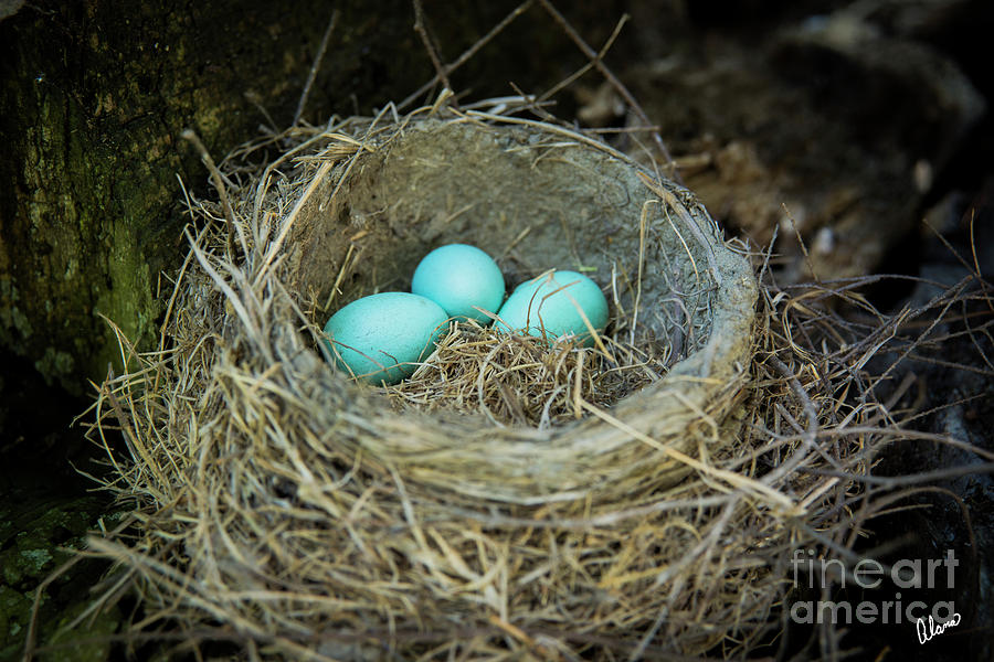 Robins Nest Photograph by Alana Ranney