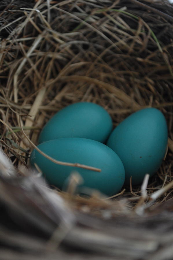 Robins Nest Photograph by Amanda Lonergan