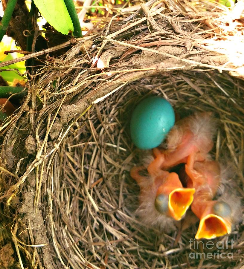 Robins Nest Photograph by Beth Ferris Sale