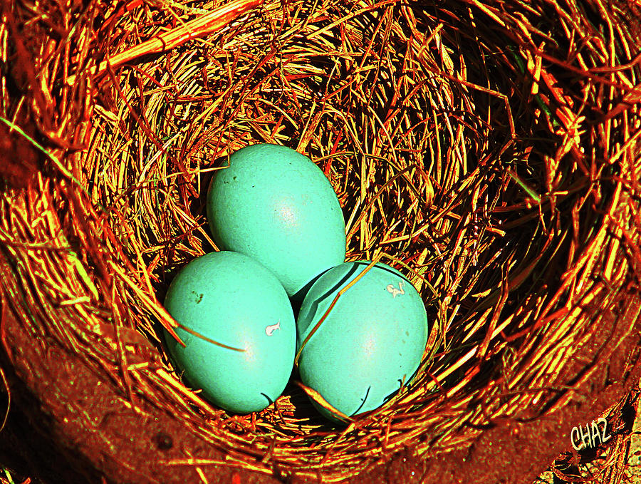 Robins Nest Photograph by CHAZ Daugherty