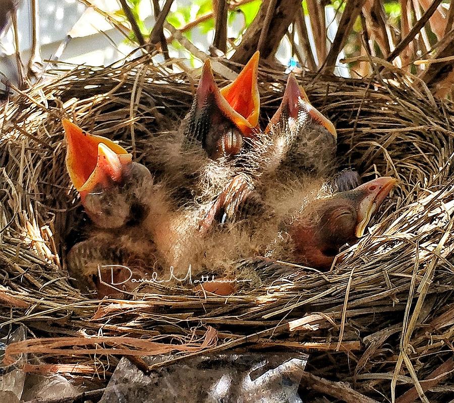 Robins Nest Photograph by David Matthews