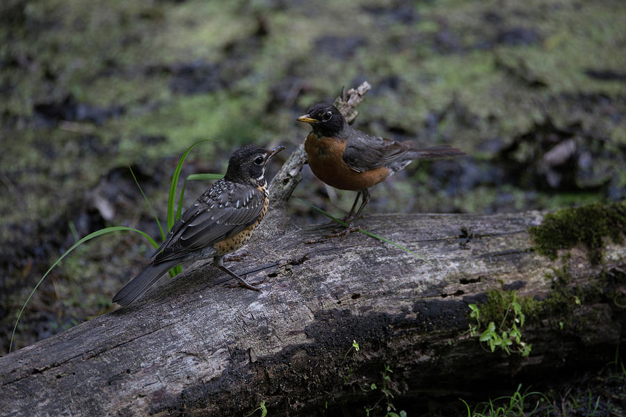 Robins on a Log Photograph by Joseph Skalny Robins on a Log Photograph by Joseph Skalny