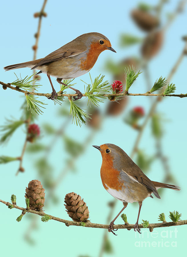 Robins on larch Photograph by Warren Photographic