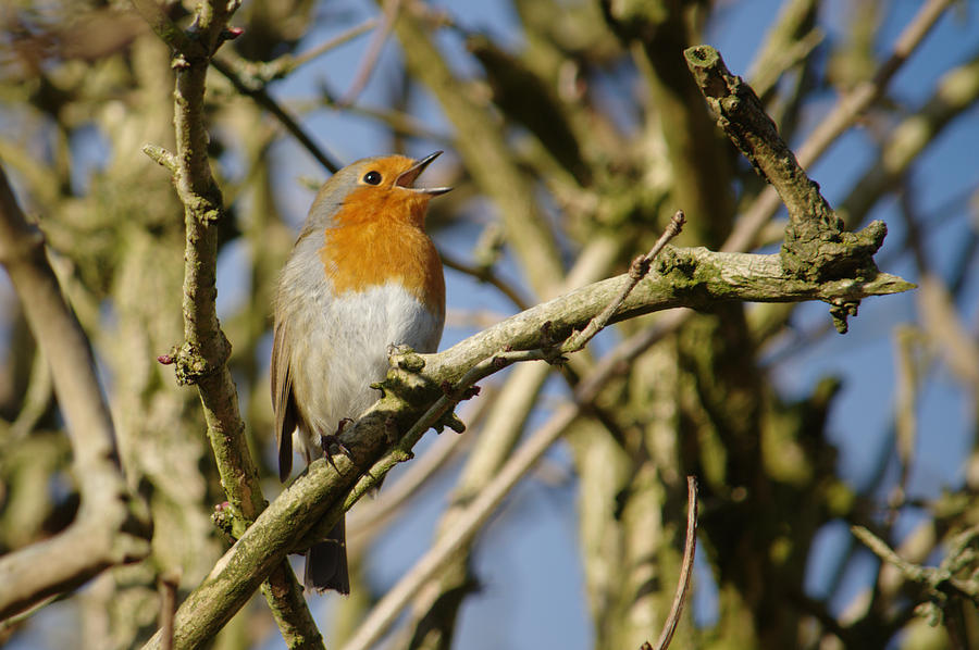 Robins Winter Song Photograph by Adrian Wale