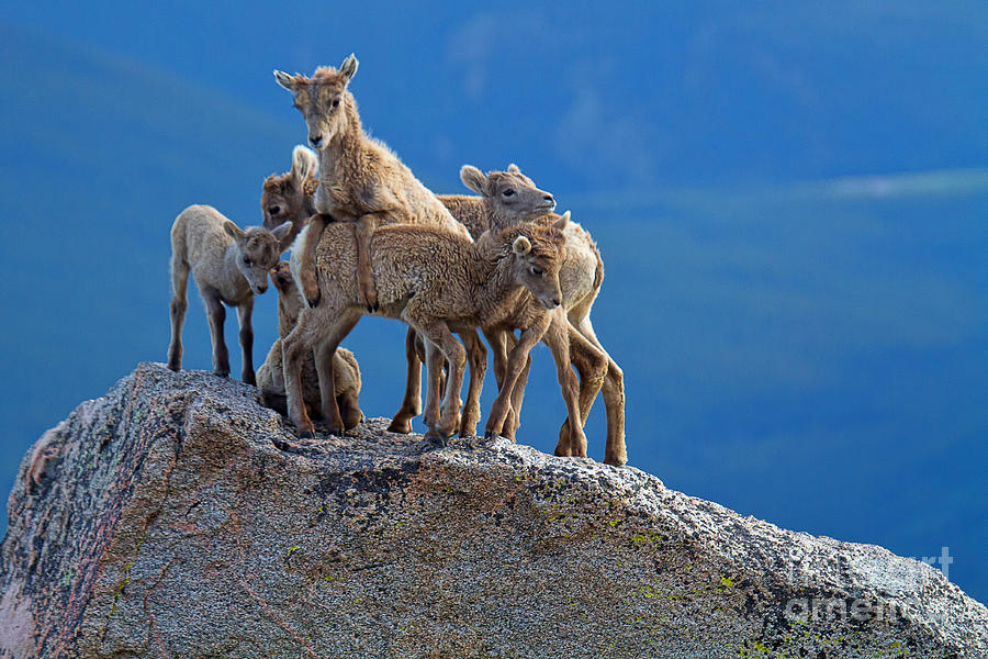 Baby Bighorn Sheep Photograph - Rock a Bye Baby by Jim Garrison