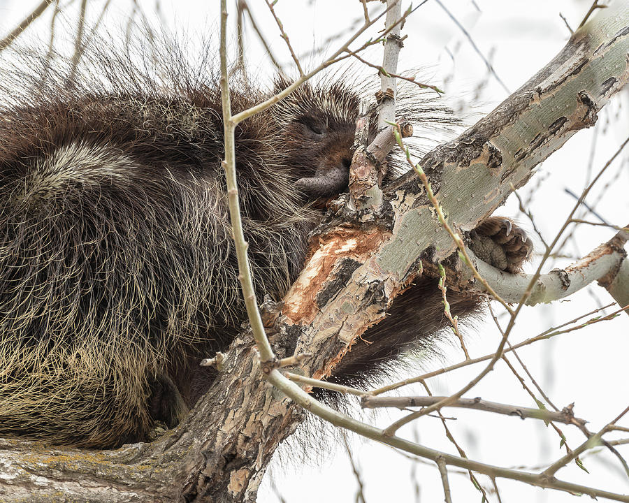 Rock-A-Bye Porcupine Photograph by Yeates Photography