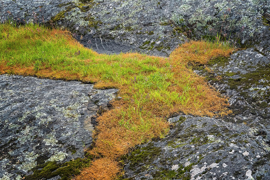 Rock And Grass Photograph by Tom Singleton