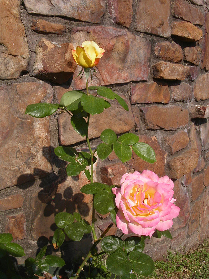 Rose Photograph - Rock and Rose by Anne Cameron Cutri