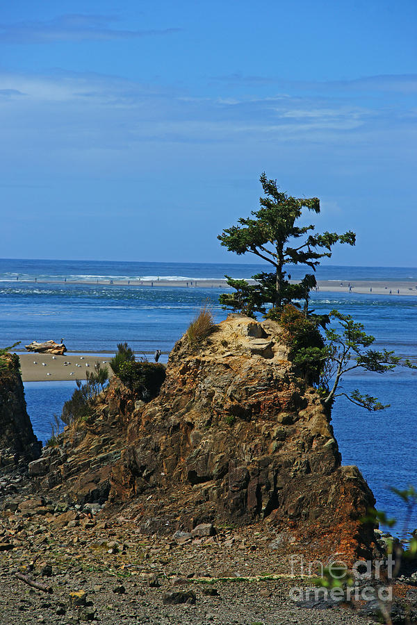 Rock and Tree SC8803-15 Photograph by Randy Harris