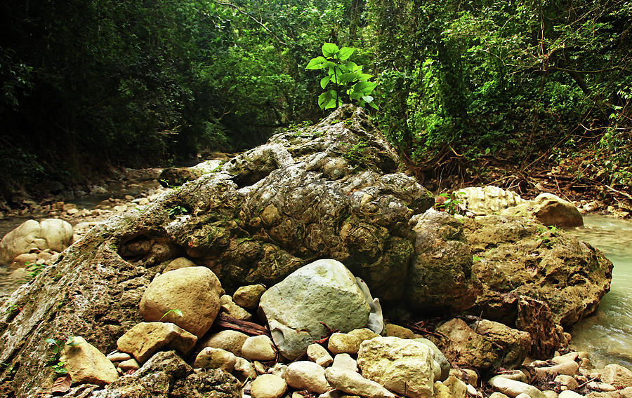 Rock Centerpiece Rio Damajagua Photograph by Debbie Oppermann