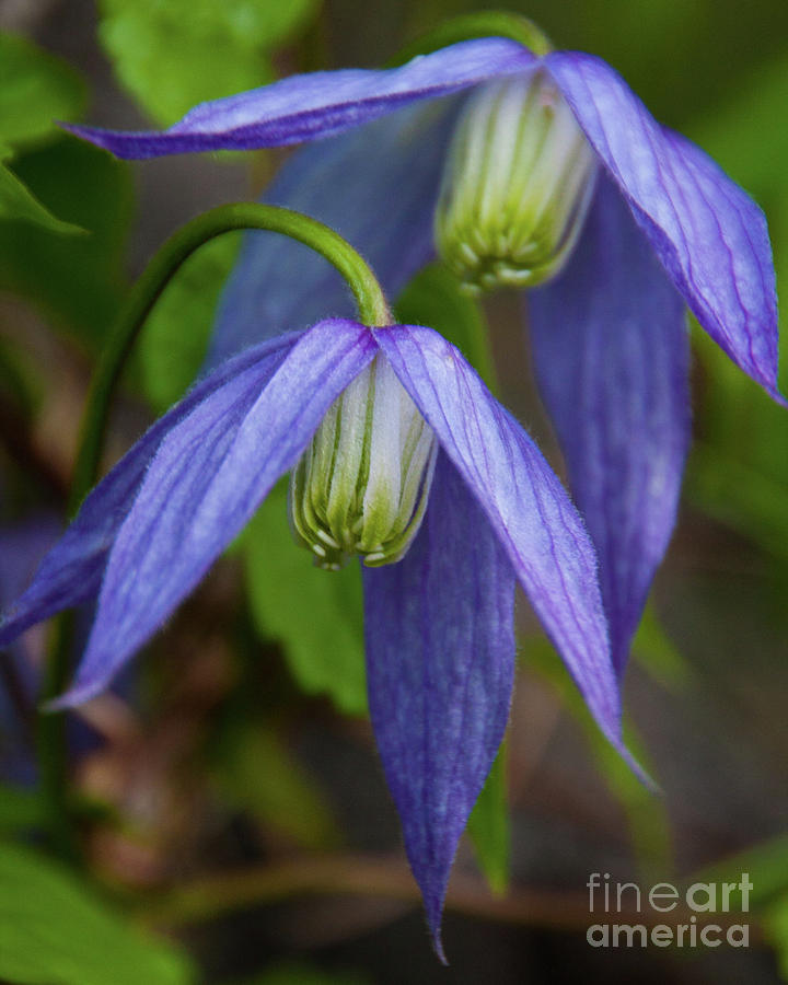 Rock Clematis Photograph by Katie LaSalle-Lowery