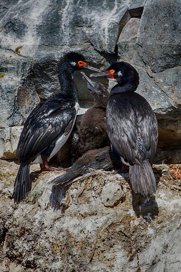 Rock Cormorant Family Photograph by John Haldane