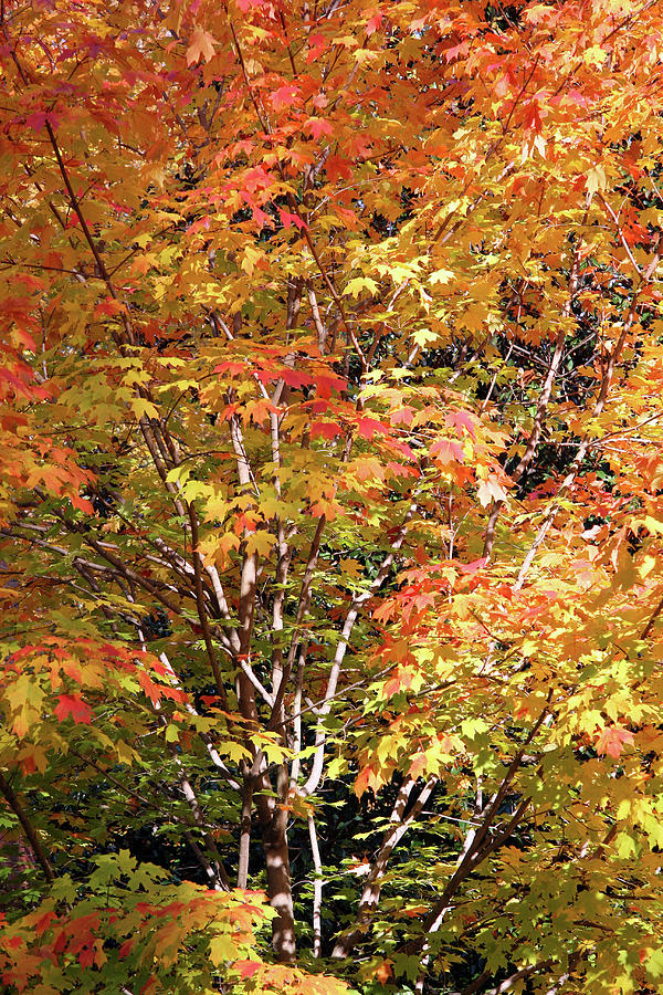 Rock Creek Autumn Photograph by Cora Wandel
