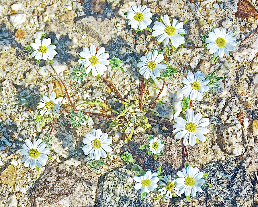 Rock Daisies in Anza-Borrego State Park-California  Photograph by Ruth Hager