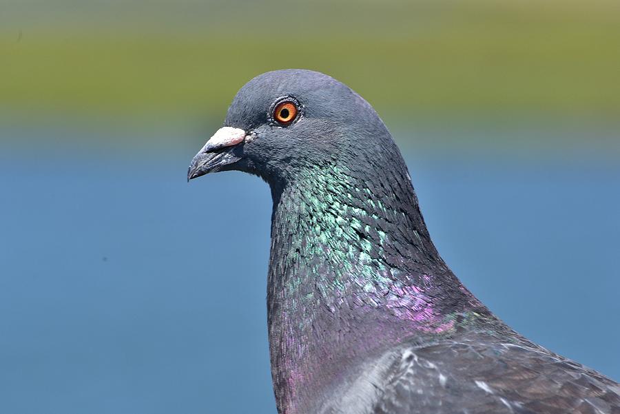 Rock Dove I Photograph by Linda Brody