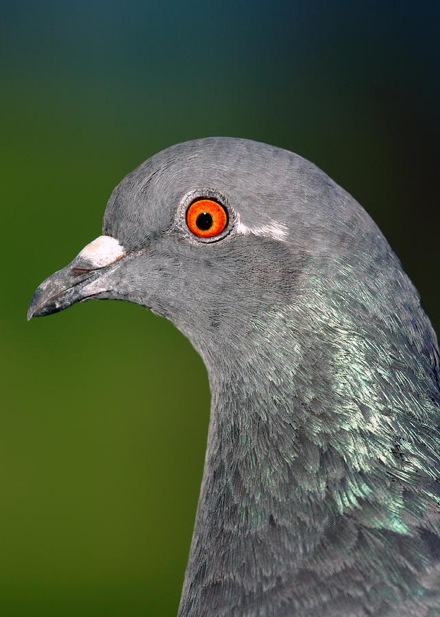 Rock Dove Photograph by Nicholas Blackwell