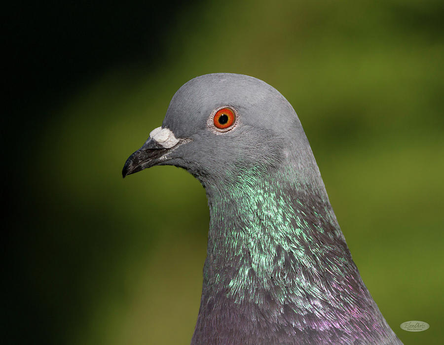 Rock dove or pigeon, columba livia Photograph by Elenarts - Elena Duvernay photo